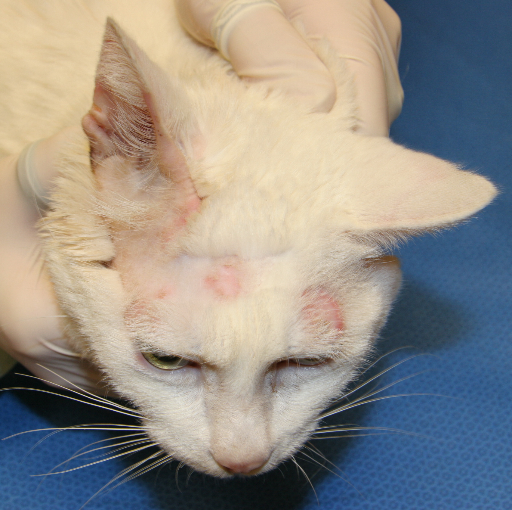 Fungal Ear Infection Cats toxoplasmosis