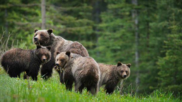 Grizzlies in the Great Bear Rain Forest