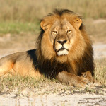 Cecil lion killed by trophy hunter. seniors 101 the guide to the products and services available for seniors on Vancouver Island. Island Voices