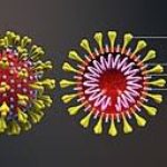 Understanding the Coronavirus and How to Protect Yourself