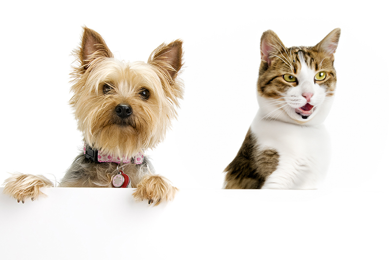 Pets help prevent Loneliness - Silky Terrier Dog and Brindled Cat